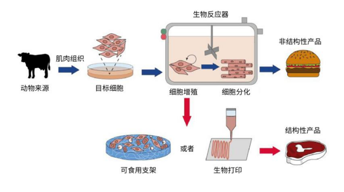 超聲波流量傳感器在細(xì)胞培養(yǎng)肉中的應(yīng)用