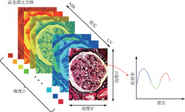 高光谱图像在生物医学中的应用-莱森光学