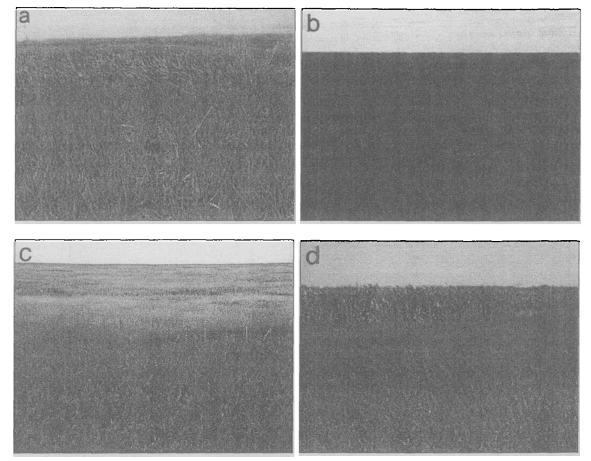 地物光谱仪：长江口盐沼植被的光谱特征研究