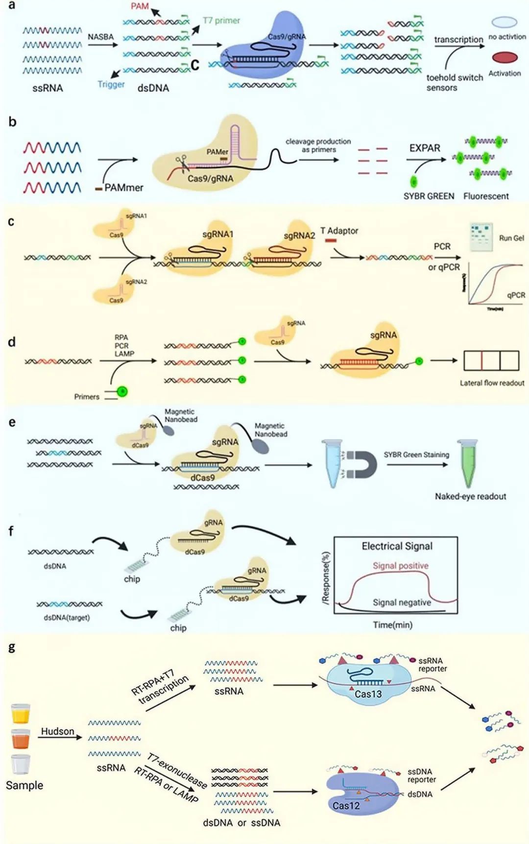 PCR