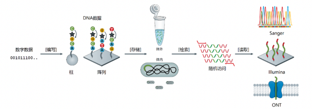 DNA存储