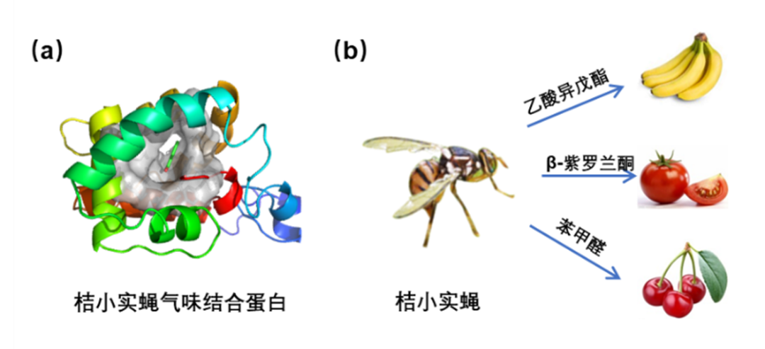 传感器