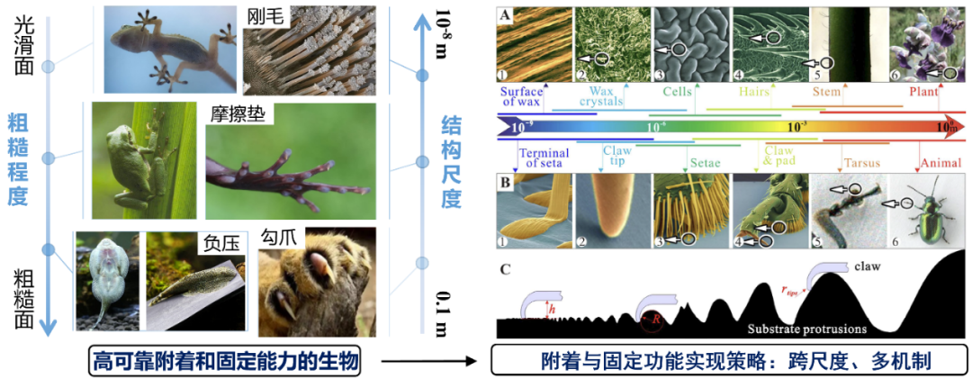 生物电信号