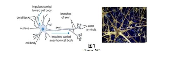 神经元