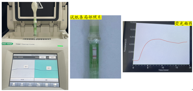 PCR