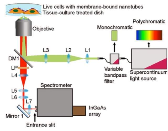 用于早期疾病检测的碳<b class='flag-5'>纳米</b>管光学传感器的开发