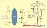 SiC集成技术在生物电信号采集设计