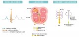 MR生物磁性传感器的特点以及各种应用解析