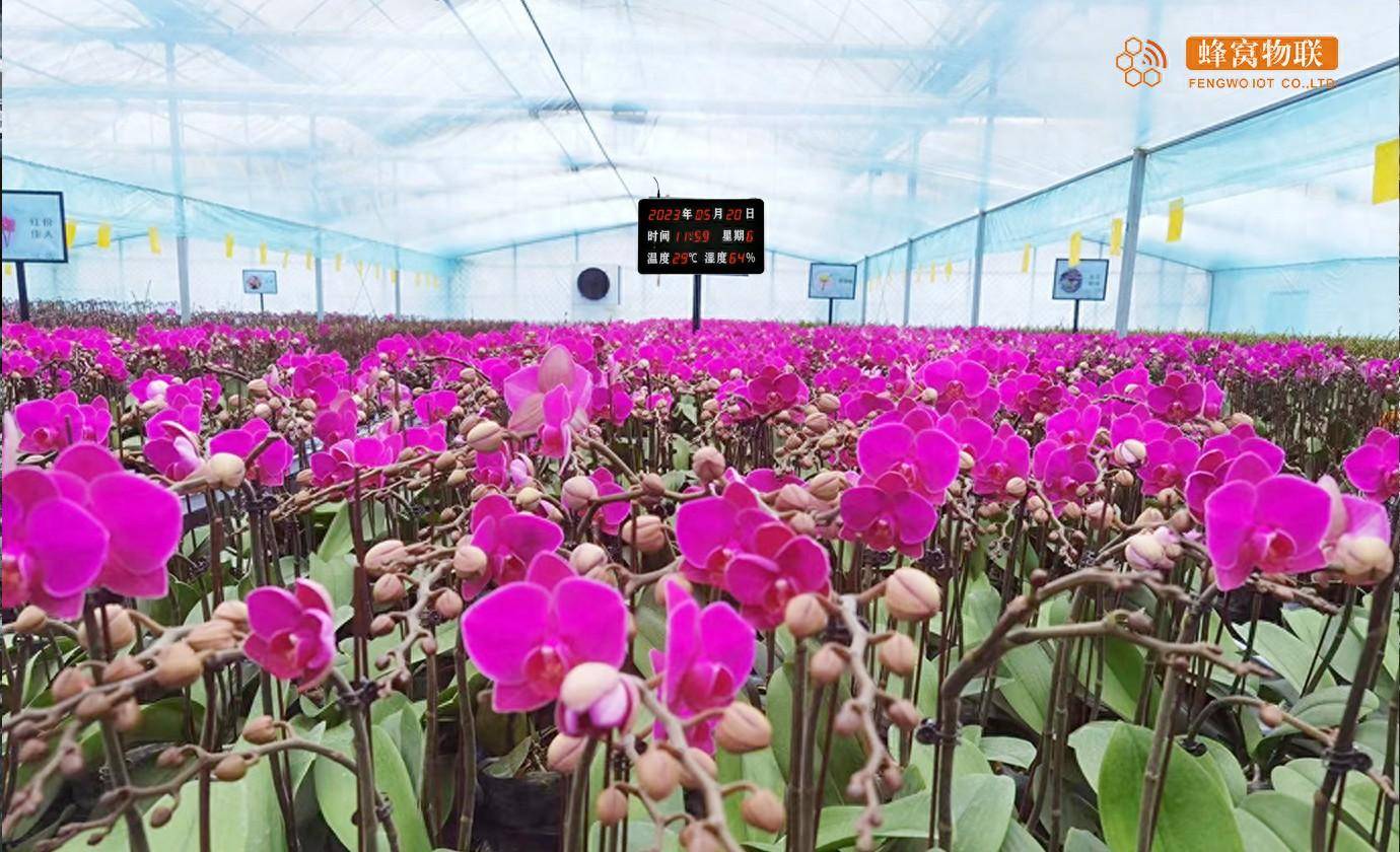 4G远程温湿度传感器在花卉种植中的应用