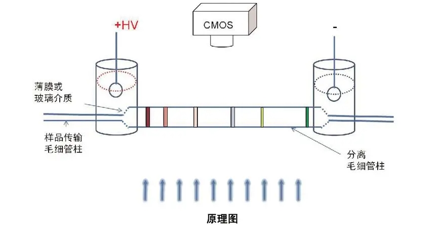 安泰高壓放大器應用領(lǐng)域分享：介電電泳(DEP)技術(shù)的具體應用