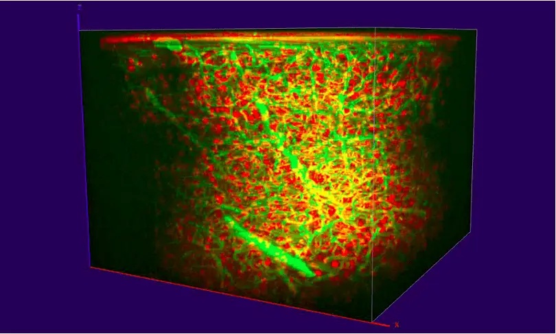 Coherent单波长1300纳米光源实现多色深层的三光子成像