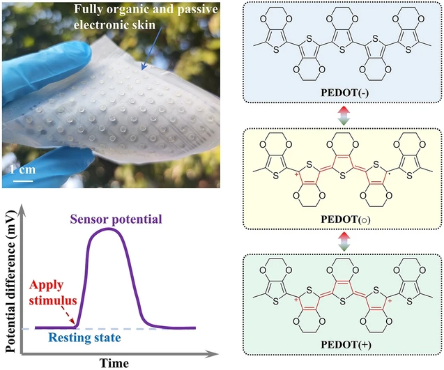 四川<b class='flag-5'>大學</b>：用共軛聚合物可逆極化特性構建仿生被動式<b class='flag-5'>觸覺</b><b class='flag-5'>傳感器</b>