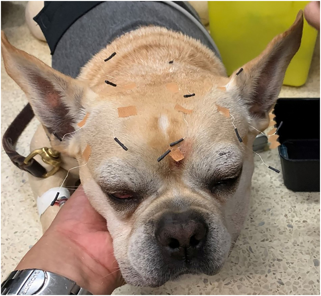 tcVNS对健康犬脑电图（EEG）和心率变异性（HRV）的影响