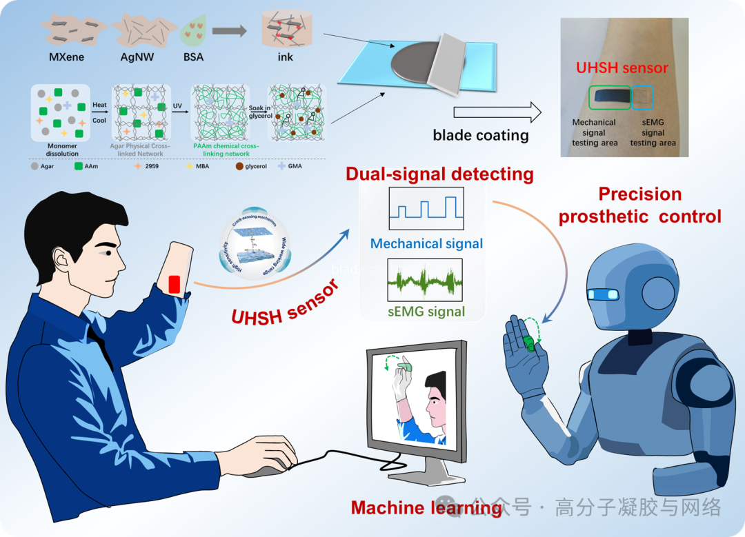 國科溫州研究院和南京工業(yè)大學(xué)：研究機(jī)械和肌電雙信號水凝膠傳感器推動(dòng)假肢精準(zhǔn)操控