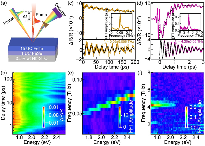 瞬態(tài)吸收光譜助力研究人員探測到SrTiO3襯底上生長的單層 FeSe 薄膜的界面電子-聲子耦合的直接證據(jù)