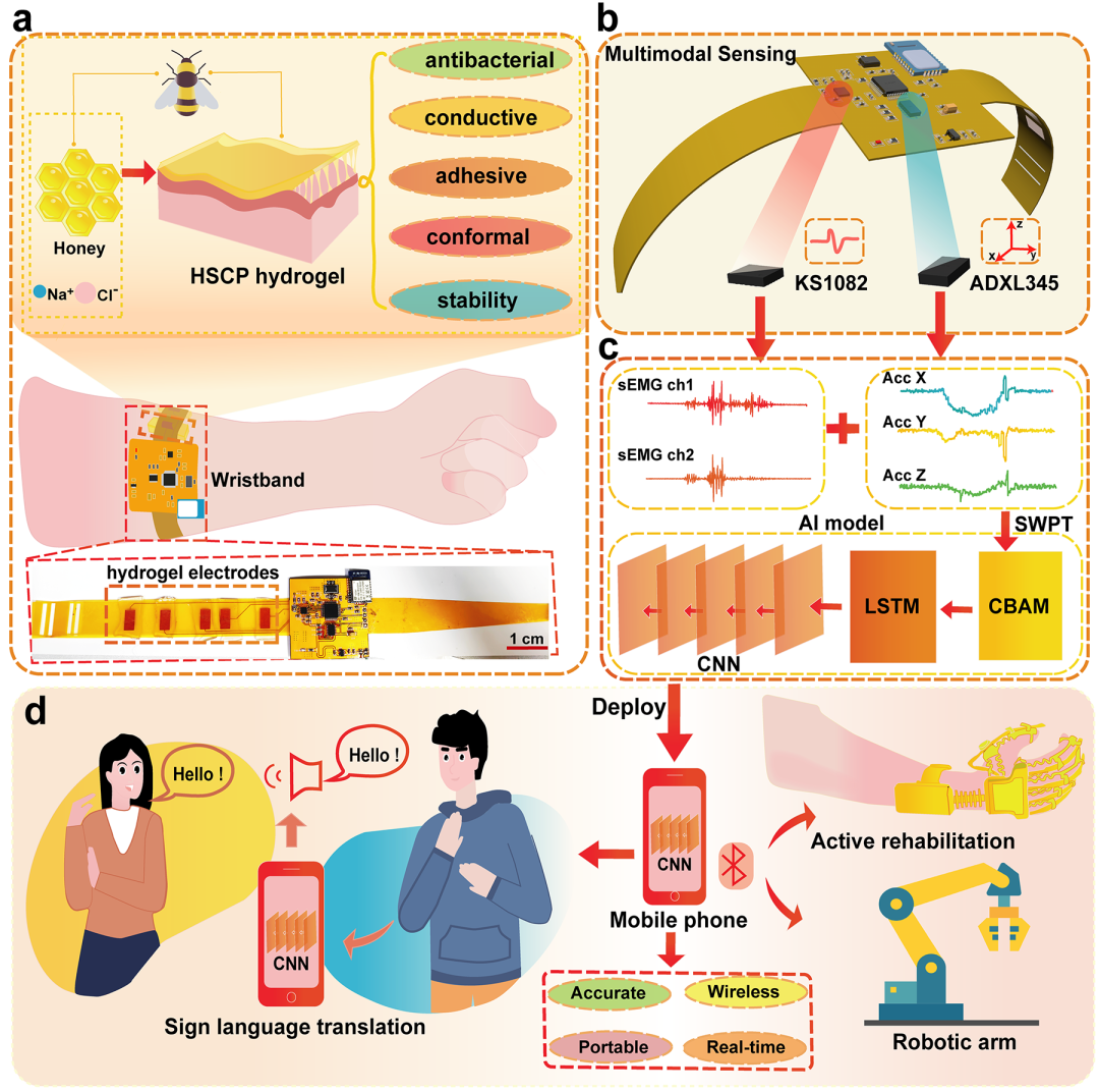 中山大學(xué)：基于共形生物粘附<b class='flag-5'>水</b><b class='flag-5'>凝膠</b>的多模態(tài)腕帶傳感<b class='flag-5'>系統(tǒng)</b><b class='flag-5'>用于</b>精準(zhǔn)實時手語翻譯與<b class='flag-5'>人機</b>交互
