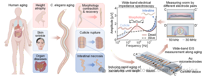 東南大學(xué)光電與傳感集成團(tuán)隊(duì)：集成寬頻電阻抗譜的微流控芯片實(shí)現(xiàn)衰老線蟲多維度器官感測(cè)