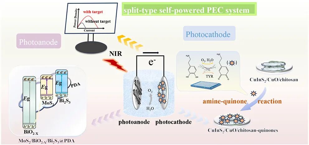 華中科技大學：基于分體式<b class='flag-5'>自供電</b>NIR響應型光電化學的酶激活<b class='flag-5'>傳感</b>：在雙光電極上進行醌胺<b class='flag-5'>生物</b>偶聯(lián)以<b class='flag-5'>檢測</b>酪