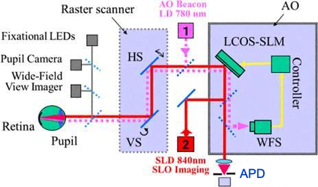 濱松空間光調(diào)制器加持!自適應(yīng)光學(xué)技術(shù)解鎖高<b class='flag-5'>分辨率</b><b class='flag-5'>視網(wǎng)膜</b>成像新高度