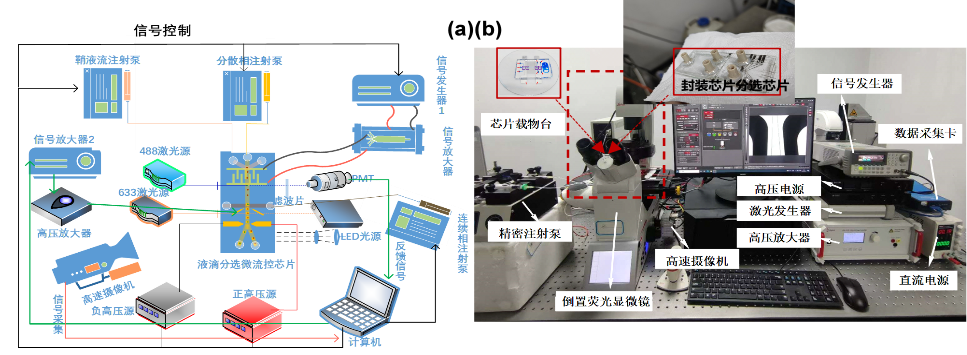 電壓放大器在<b class='flag-5'>液</b><b class='flag-5'>滴</b><b class='flag-5'>微</b>流控中的應(yīng)用