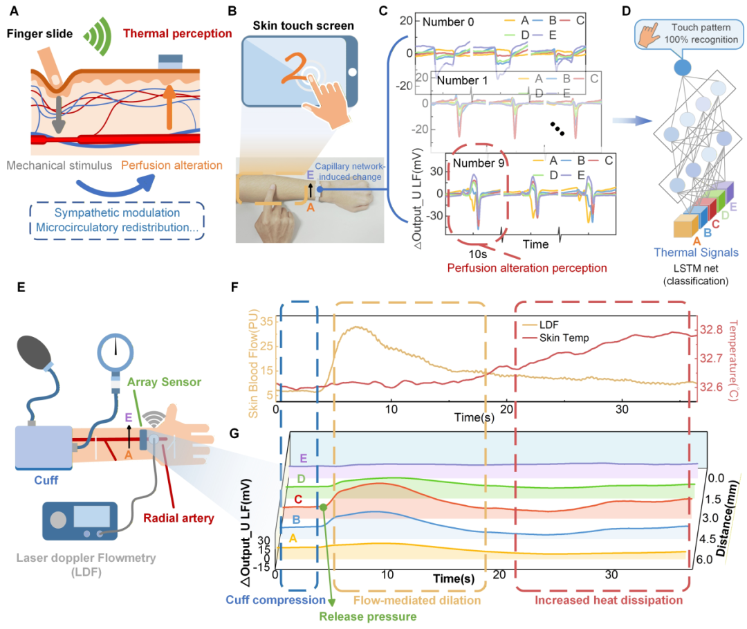 清华大学：研究用于多维血管动力学无感监测的柔性热阵列传感器