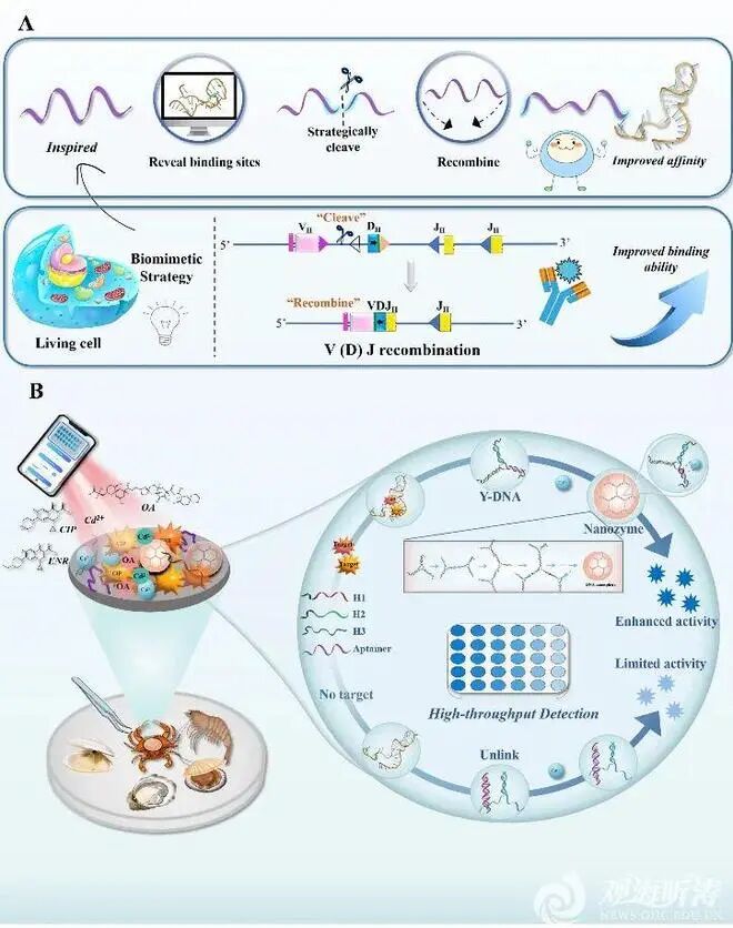中國海洋大學(xué)：在食品<b class='flag-5'>生物傳感器</b>開發(fā)研究領(lǐng)域取得新進(jìn)展！