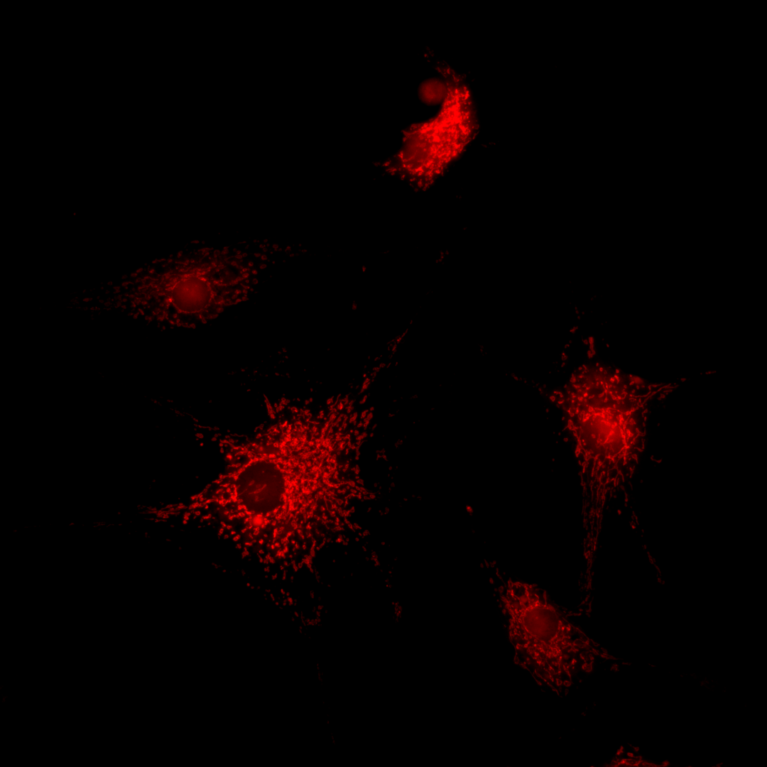 9c2fd8f6-3217-11f1-ab55-92fbcf53809c.png