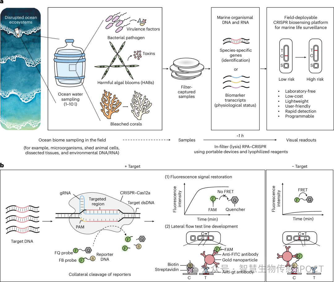 哈佛大学：研发一种可用于现<b class='flag-5'>场部署</b>的基于 CRISPR 的生物传感平台，用于监测海洋生态系统