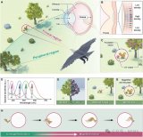 受鳥類啟發:多光譜相機在動態環境中檢測跟蹤更精準