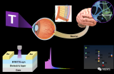 受四色視覺啟發的超弱紫外光探測神經形態視覺傳感器