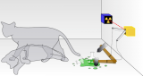 量子与经典之间的界限：在室温下制备最重的薛定谔猫