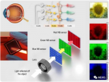 仿人眼传感器捕获生动图像，有助推动人工视网膜技术发展