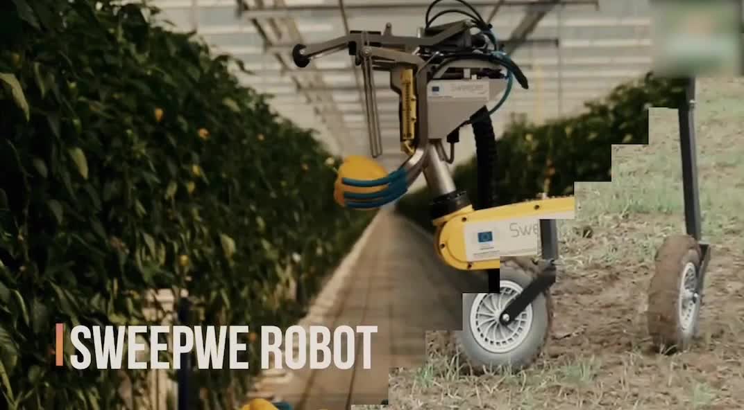 商用全自动采摘菜椒机器人：使用相机和LED补光来识别图像中的蔬菜和距离，解放人力！