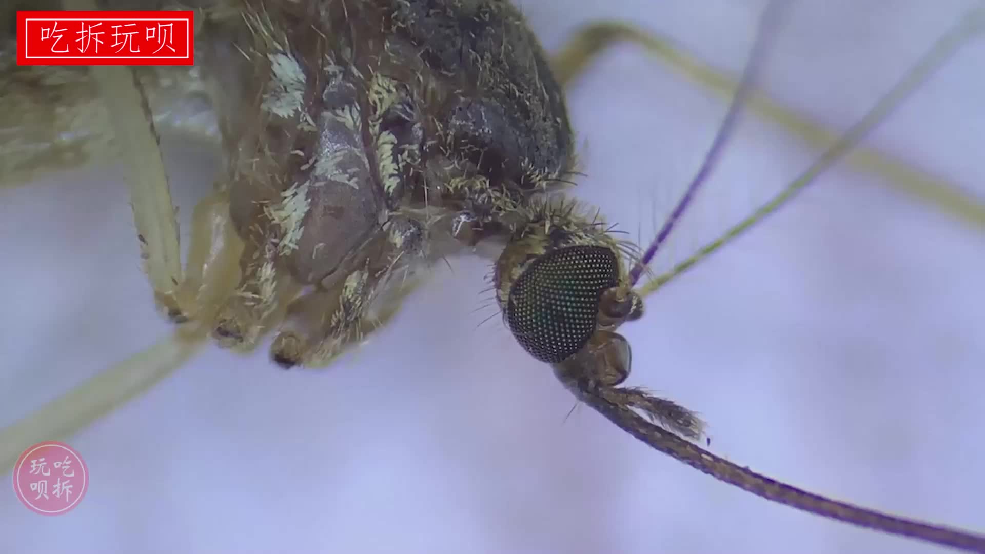 先給蚊子切掉嘴巴 拆解7-45倍光學顯微鏡