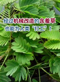 傳感黑科技——利用含羞草分枝制造的微型生物驅(qū)動(dòng)器！#黑科技 #MEMS #生物科技 #硬聲創(chuàng)作季 