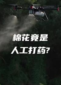 种棉花要强迫劳动力？#极飞  #棉花种植  #农技人 #硬声创作季 