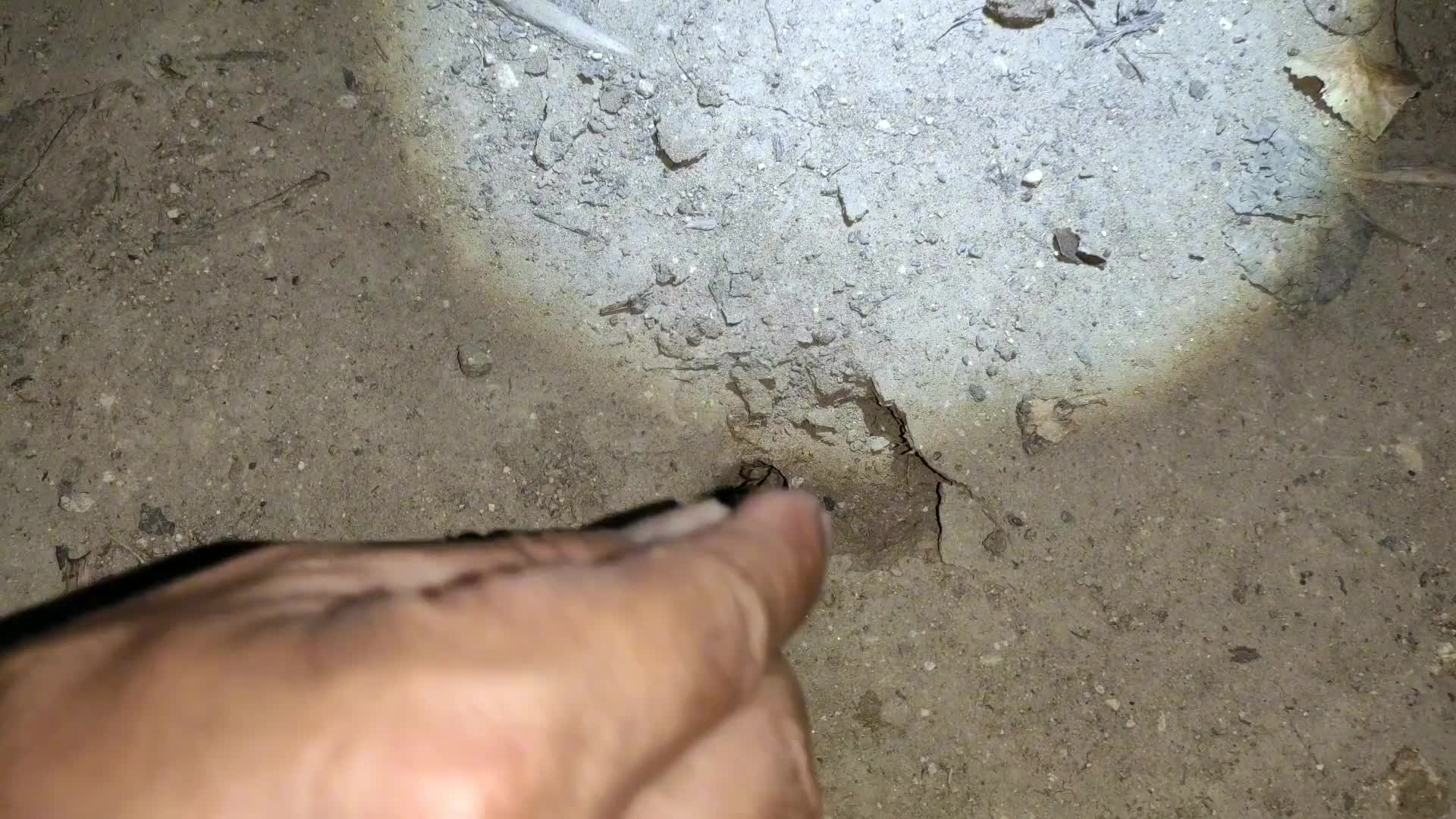 萬物皆有靈性，這小東西被俘后，磕頭作揖三個，是留還是放？#硬聲創(chuàng)作季 