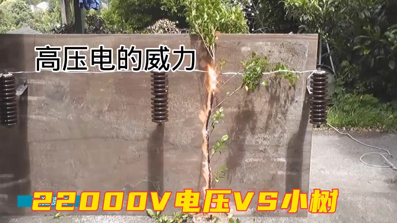 #硬聲創(chuàng)作季  樹連上220V市電沒什么反應(yīng)，電壓升高100倍怎么樣