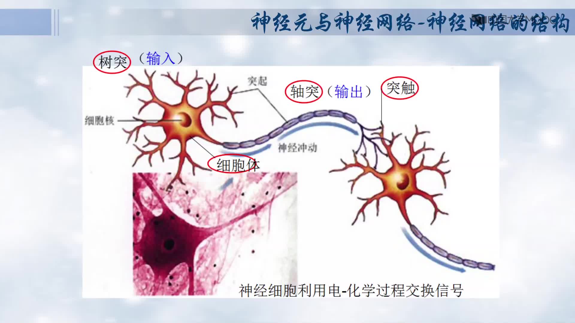 神經(jīng)元的結(jié)構(gòu)(2)#人工智能 