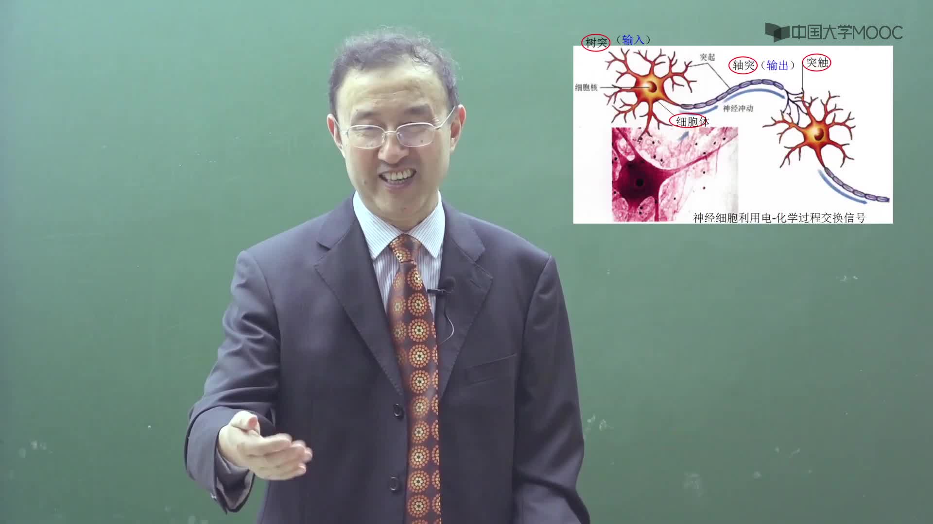 神經(jīng)元的結(jié)構(gòu)(3)#人工智能 