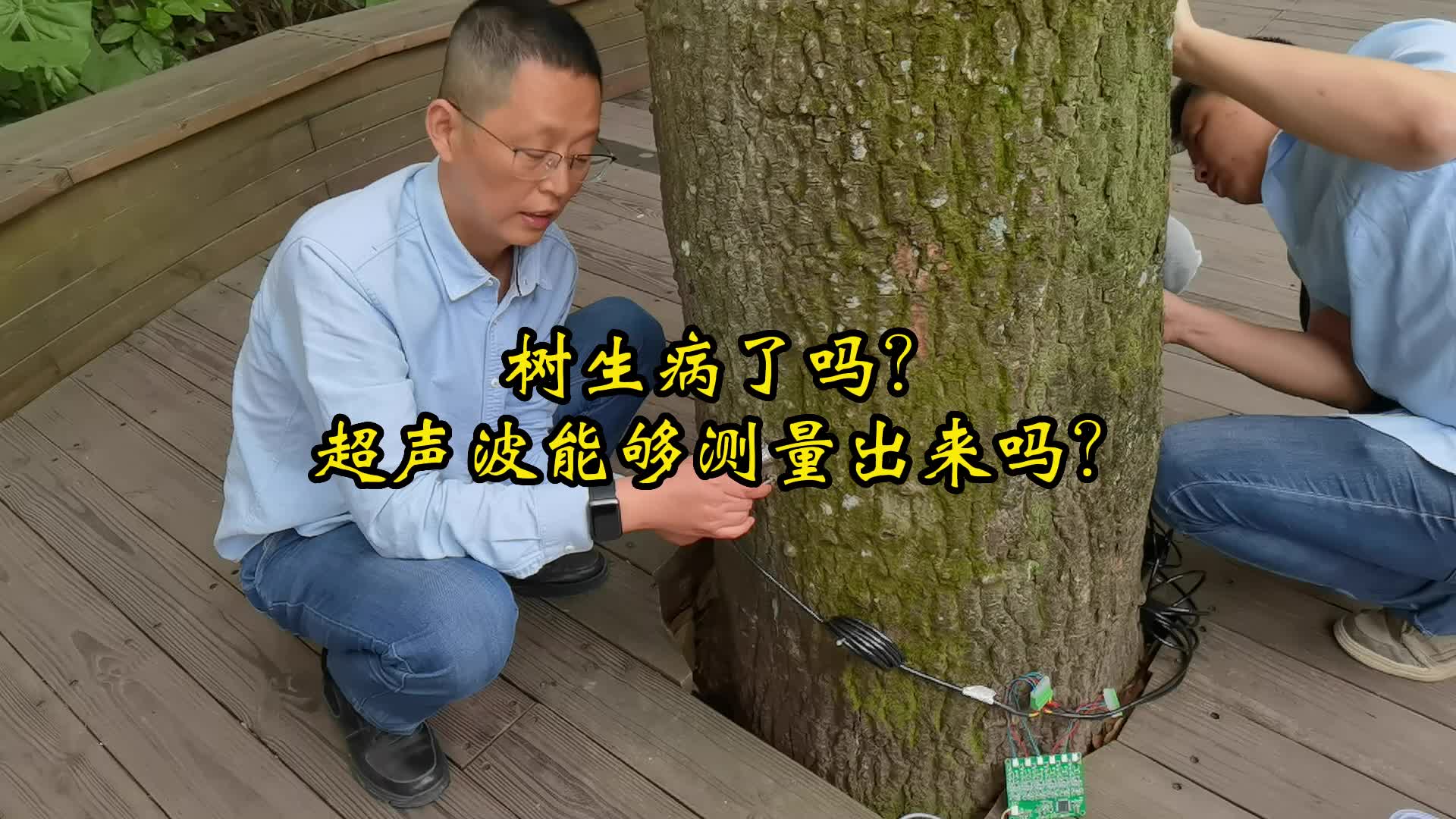 树生病了吗？超声波传感器能够测量出来吗？#探头#超声波传感器 