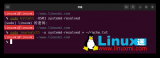 如何在 Linux 上查看本地 DNS 缓存