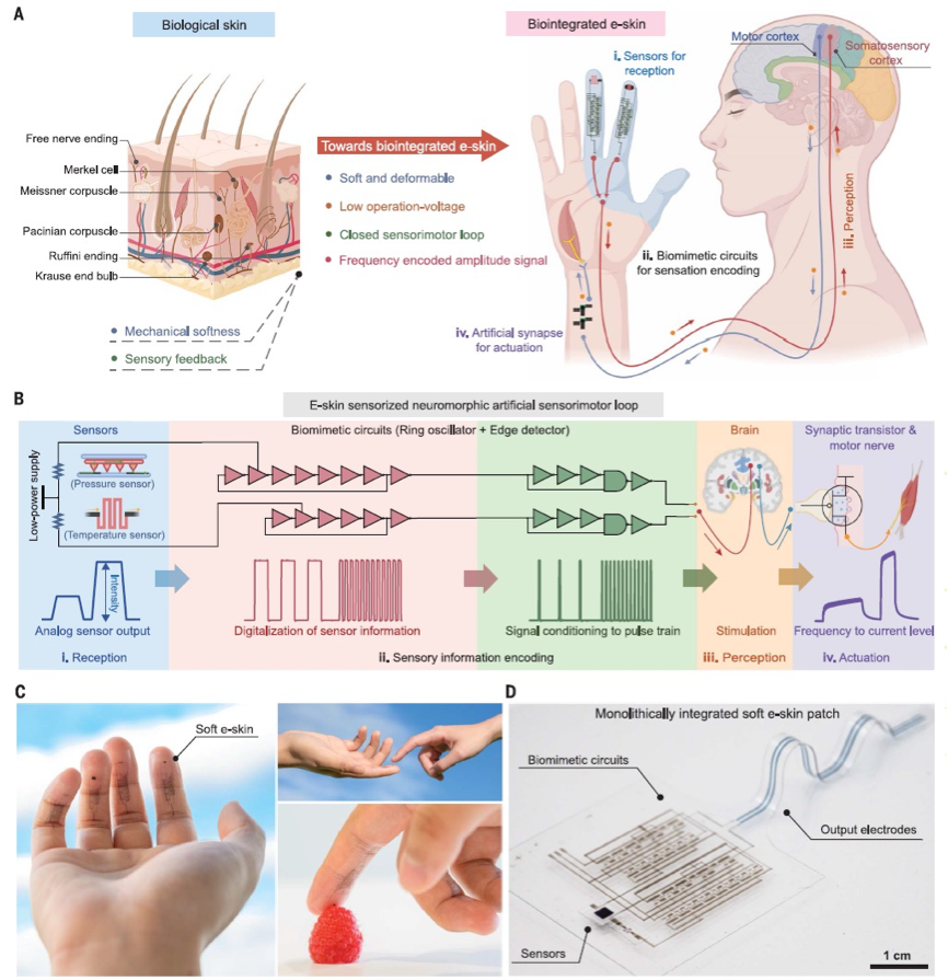 柔性电子皮肤具有神经形态感知-运动回路