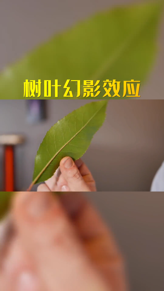 树叶幻影效应实验证明螺旋