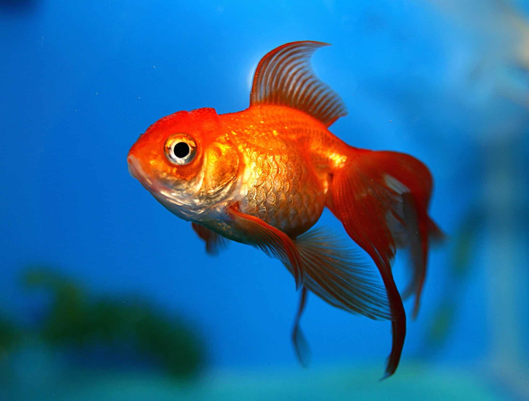 goldfish.jpg