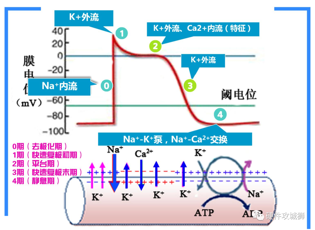 心电信号