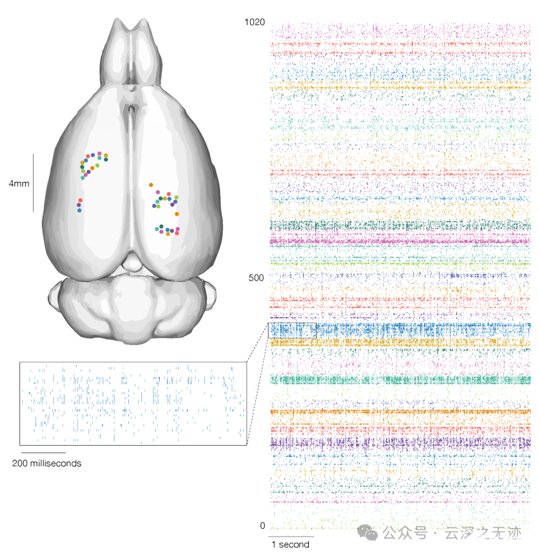 BMI