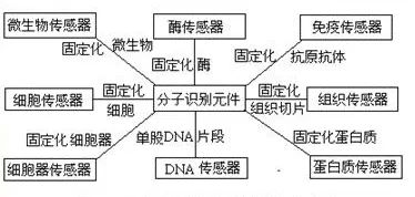 生物医学传感器：揭秘健康监测的神奇小工具！ (https://ic.work/) 传感器 第7张