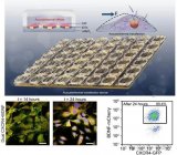 基于高能量密度聲鑷的細胞轉染技術，用于提升細胞和基因<b class='flag-5'>療法</b>的療效和安全性