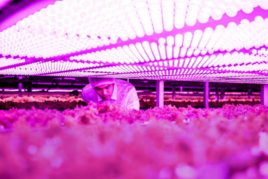 艾邁斯歐司朗推出全新高功率植物照明LED，非凡能效助力農業升級